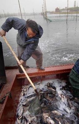 白洋淀局部水域恢復(fù)水產(chǎn)養(yǎng)殖，促進區(qū)域生態(tài)與經(jīng)濟協(xié)調(diào)發(fā)展